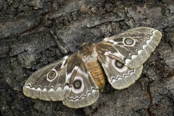 Cik-cak císař Silkmoth - Gonimbrasia tyrrhea, krásné velké můra z afrických lesů a křovin. — Stock obrázek