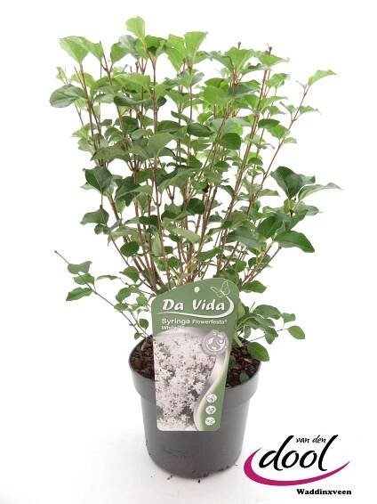 Show details for Syringa Flowerfesta White