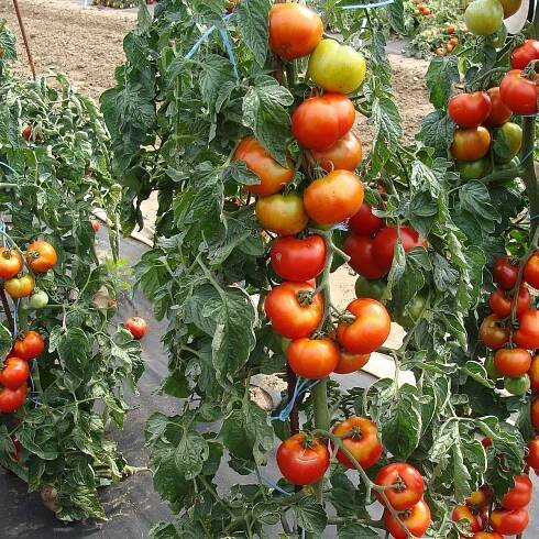 Rajče Start S F1 - Solanum lycopersicum - semena - 10 ks