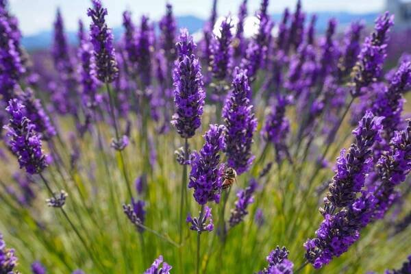 HERBS & MEDICINE - NESS: North End Senior Solutions