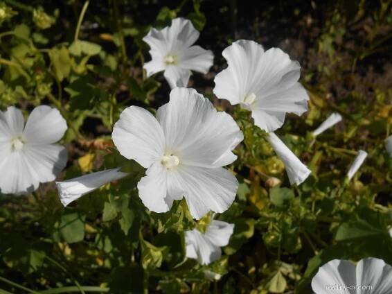 Slézovec tříměsíční Mont Blanc (Lavatera trimestris)