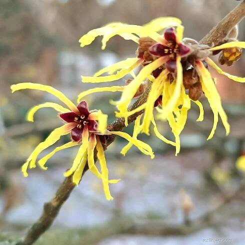 Vilín japonský Sulphurea (Hamamelis japonica), květy, květenství