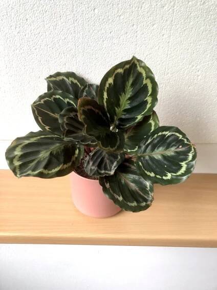 Calathea medailon