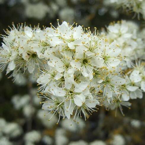 Blackthorn Hedge (Prunus spinosa) | Hedges Direct