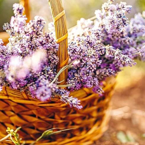 Notique Nástěnný poznámkový voňavý kalendář PGP-33678-V Provence 2025
