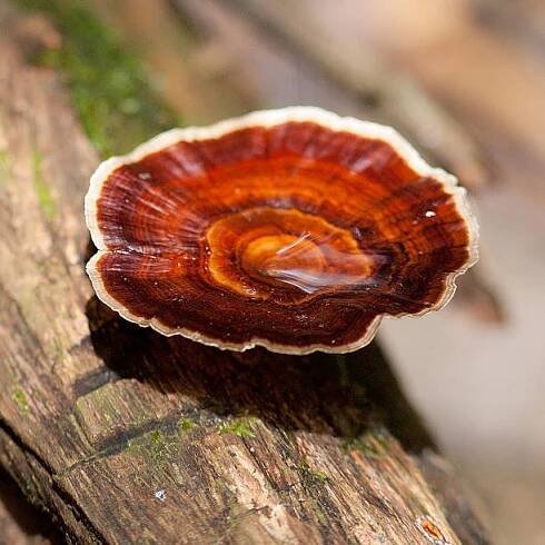 Léčivá houba Ganoderma rostoucí v deštném pralese stock fotka