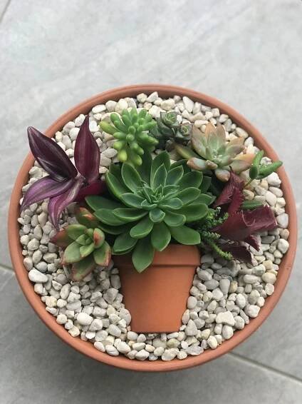 May 2019 | Suculentas, Jardins pequenos, Minijardins