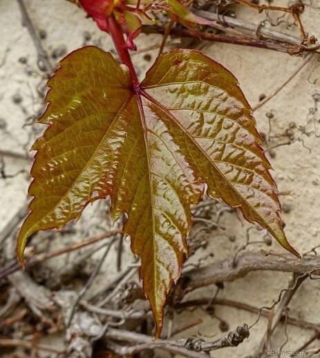 Loubinec trojlaločný Veitchii (Parthenocissus tricuspidata), listy líc