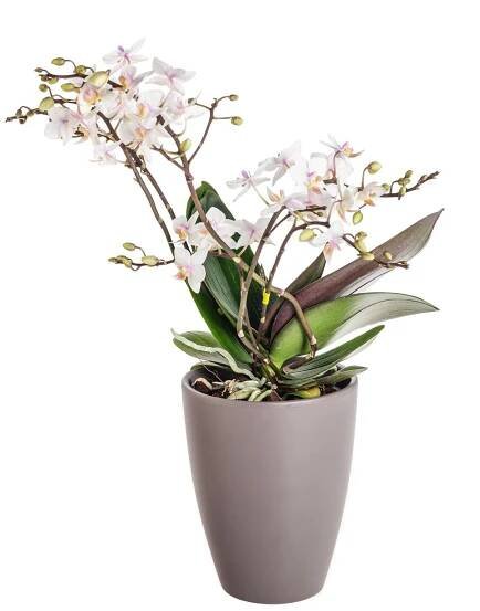 Orchidej Můrovec, Phalaenopsis Wild, bílo - růžová, skladem | ZAZUMi.cz