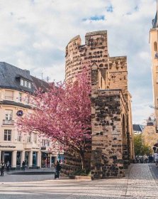 Looking to see the best cherry blossom trees and a tree arcade in Bonn, Germany? Here's your complete guide for the best secret locations and destinations in the historic city