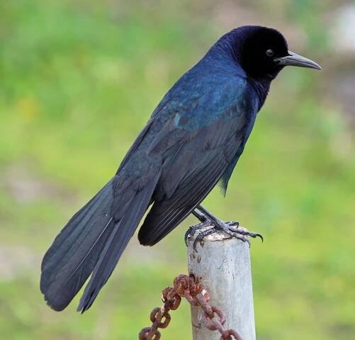 Mike's Bird Gallery