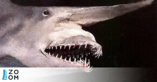 Hrozba z pravěku: žralok šotek připomíná vetřelce