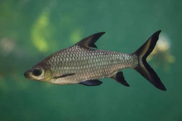 žralok bala (balantiocheilos melanopterus) - máloostní - stock snímky, obrázky a fotky