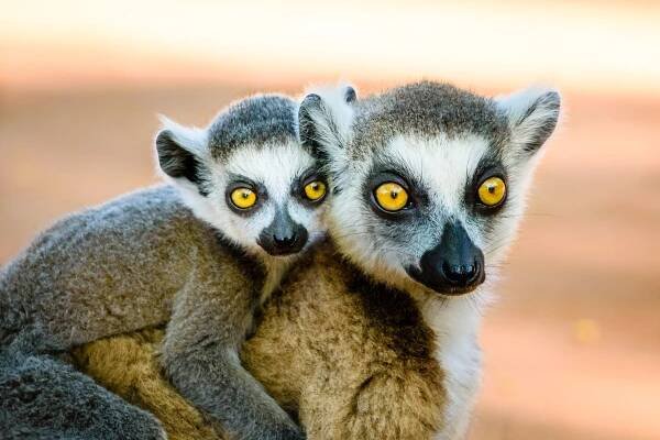 Flora and Fauna of Madagascar - Brightwater