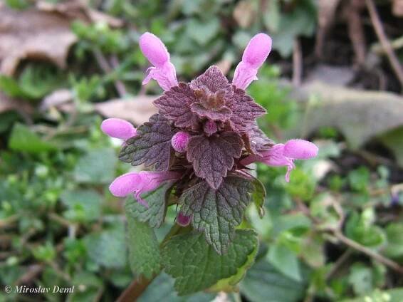 Obrázek - Lamium purpureum (hluchavka nachová) | BioLib.cz