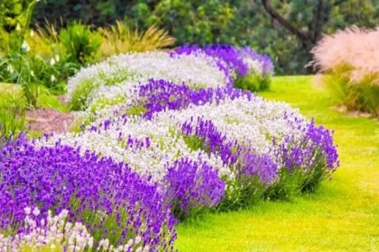 Na slunečné a sušší zahradě zkuste z aromatické levandule vytvořit květinový potok.