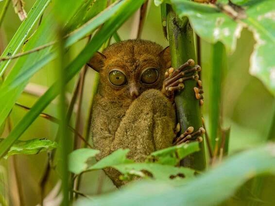 A Tarsier in Demarakot Forest Reserve