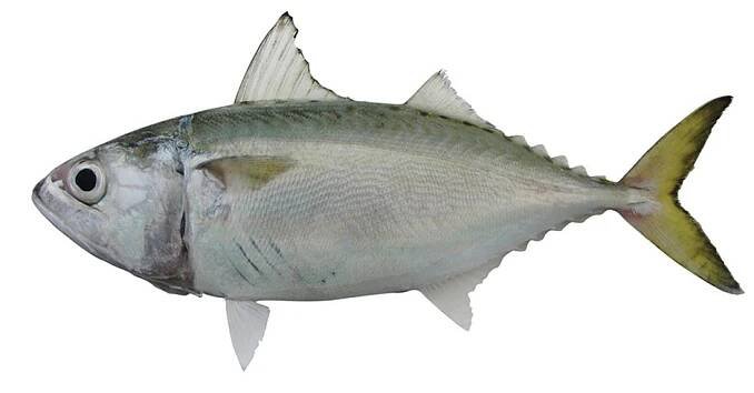 Dodavatelé čínské krátké makrely, továrna - velkoobchod s mořskými plody - CAHARBOR