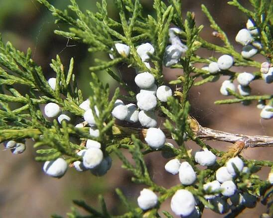 Soubor:Juniperus virginiana.jpg – Wikipedie