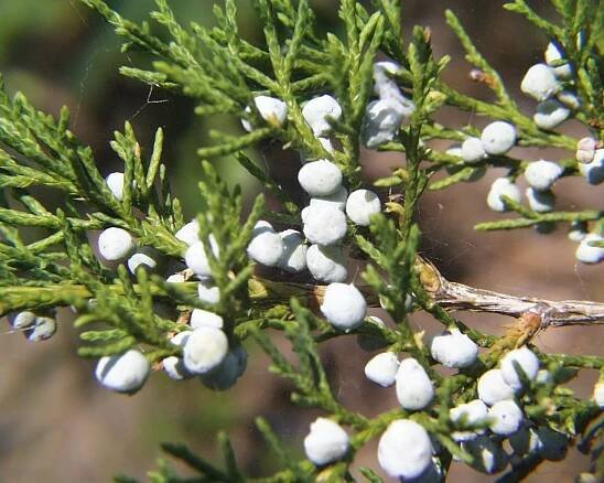 Soubor:Juniperus virginiana.jpg