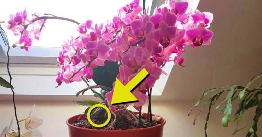 Efektivních 7 fíglů, jak docílit, aby orchideje kvetly po celý rok: Jde o maličkosti, ale sami uvidíte - rostou jako o život a mají krásné květy!