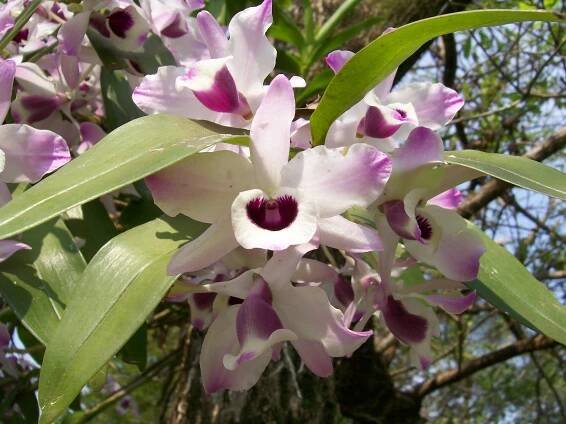 Floración Dendrobium Berry Oda