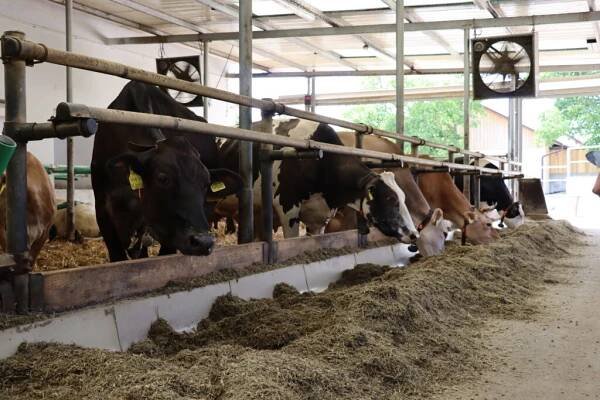 Velechovská Jana | Náš chov - vše o chovu hospodářských zvířat