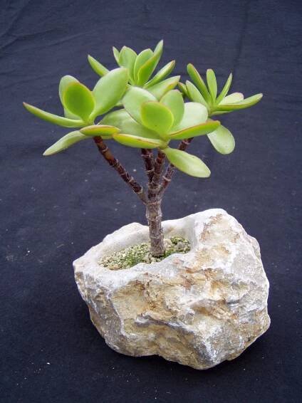Sukulent Honc