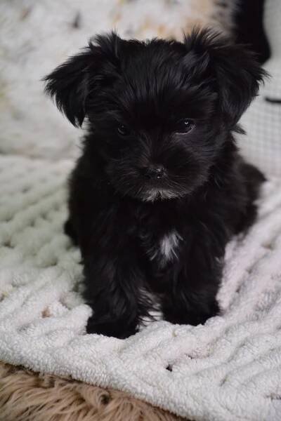 Eliot -Male Morkie