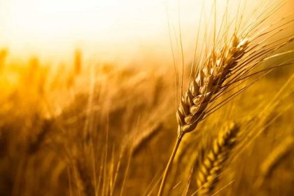 Bezplatný obrázek: pšeničné pole, pšenice, obilnina, zrno, pole, sláma, zemědělství, semeno, venkova, suché