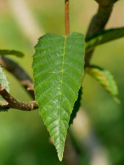 Carpinus japonica 'Chinese Lantern' | habr japonský 'Chinese Lantern' - Van den Berk školky