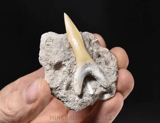 zub žraloka z čeledi písečníkovitých | minerals-fossils.cz