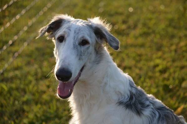 dog-2823838_960_720
