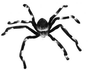 Pavouk černý, 70x14x5cm