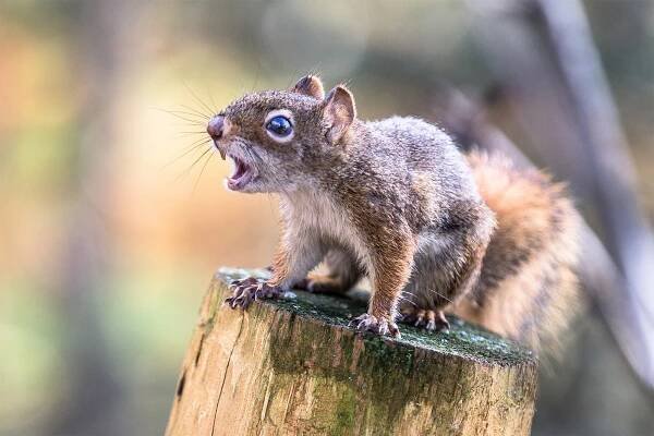 Squirrel standing on the wood stump when its mouth wide open.