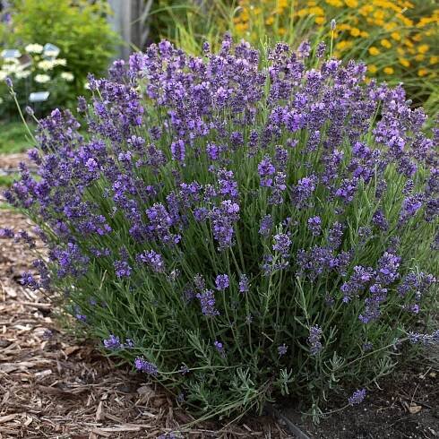Levandule - Hidcote Blue Lavandula angustifolia 'Hidcote Blue'