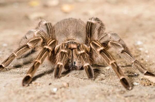 Tarantula