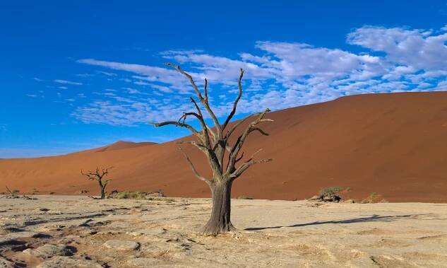 Soubor:Dead Vlei Tree central.jpg – Wikipedie