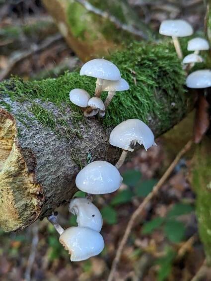 Google Pixel 7 Pro camera samples nature hike 19
