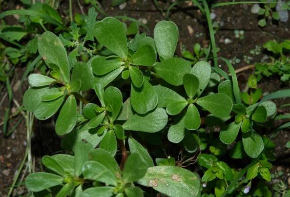 Portulaca oleracea (Common purslane)