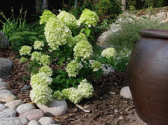 Hydrangea paniculata'Limelight'