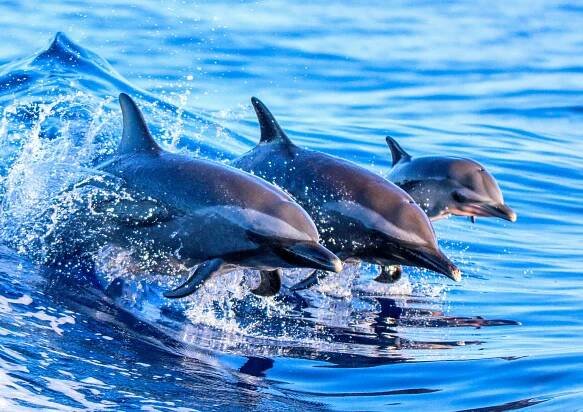 Mysterious and deadly dolphin disease has been linked to climate change
