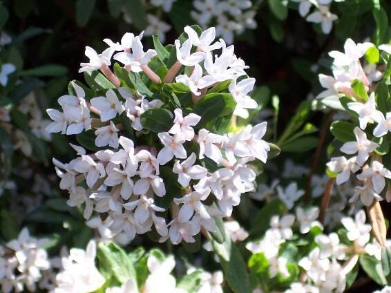 Daphne × burkwoodii