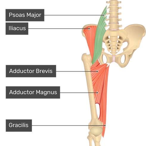 The anterior view of the thigh, pelvis and lower section of the vertebral column. The visible labelled muscles include Gracilis, Adductor Magnus, Adductor Brevis, Iliacus and Psoas Major (highlighted in green).