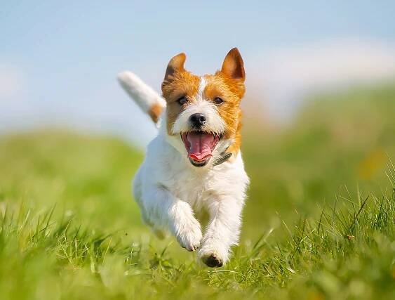 How to Teach Your Dog to Come to You