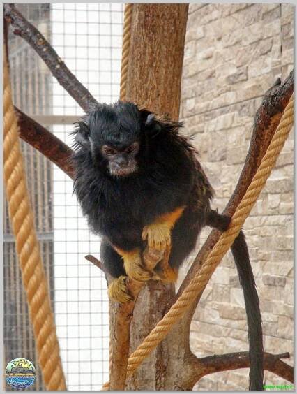 Zoopark Čarodějnický dvůr