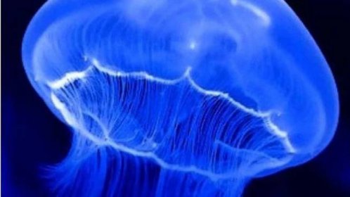 Diskuse: Medúzárium v chomutovském zooparku se má otevřít v prosinci