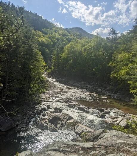 HRI Newsletter – Summer 2024 – Hemlock Restoration Initiative