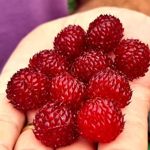 MALINÍK STROMEČKOVITÝ ́RASPBERRY TOWER HARA ́
