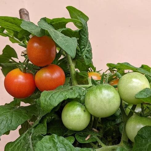 Rajče keříčkové balkónové Tomfall - Solanum lycopersicum - semena - 20 ks